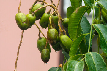 Green Ambarella fruit hanging on the tree	
