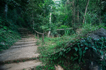 Pathway through Lush Green Forest Leading to a Serene Waterfall