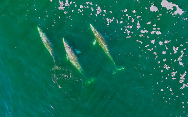 Aerial View of Gray Whales, Eschrichtius robustus, swimming and breeching to breath in the Depoe Bay. Oregon.