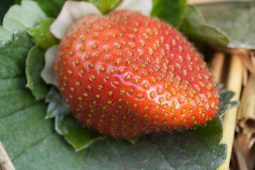strawberries on a wooden table