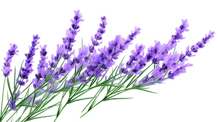 Naklejka premium bunch of lavender flowers on white background