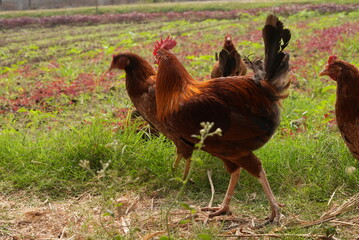 Fototapeta premium free range chicken