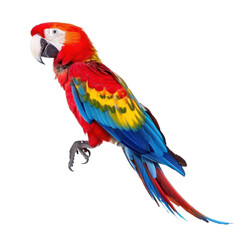 Fototapeta premium A vibrant red and green macaw perched on a transparent background.