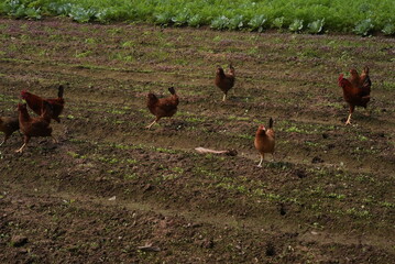 free range chicken