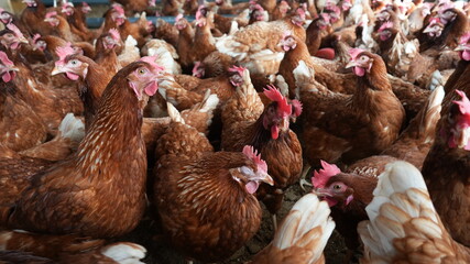 chicken farm poultry farm