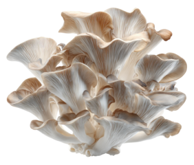 Close-up of clustered, light beige mushrooms