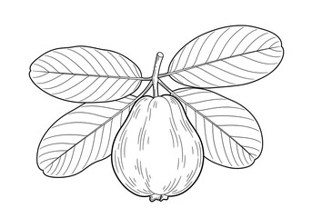 Guava Fruit with Leaves Illustration.