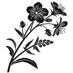 black and white diascia personata