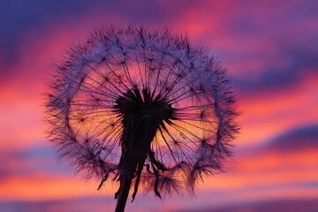 Dandelion Seed Head Silhouette Sunset Sky.
