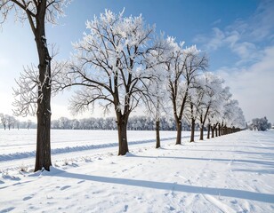 Winter trees lining a snowy field