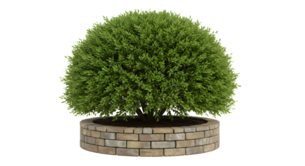 Lush green shrub in a decorative brick planter, perfect for modern garden design projects