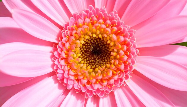 Close-up of a pink gerbera daisy