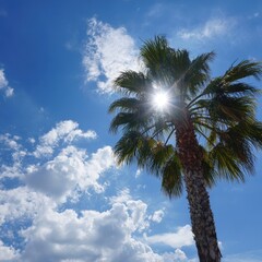 Palm Tree Under Blue Sky