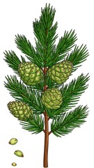 Illustration of a pine branch with cones