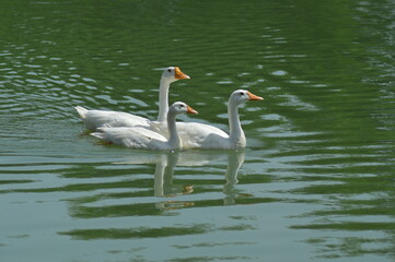 Fototapeta premium three white ducks in the water swim with beautiful scenery on white background 