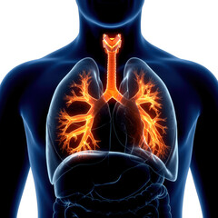 Detailed 3d rendering of the human respiratory system with glowing lungs isolated on transparent background