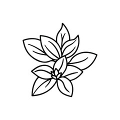 oregano outline vector illustration line art