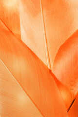 Nature pattern of bird feathers, beautiful natural texture with delicate detail, fluffy yellow...