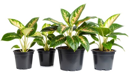 Fototapeta premium Four potted plants in varying sizes, displaying variegated foliage