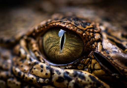 eye of a crocodile