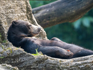 Black Bear Relaxing and Lying on a Rock While Sunbathing in Nature