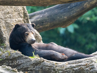 Black Bear Relaxing and Lying on a Rock While Sunbathing in Nature