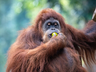 Orangutans are Busy Eating and Chewing Fresh Tropical Fruit in the Wild