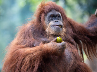 Orangutans are Busy Eating and Chewing Fresh Tropical Fruit in the Wild
