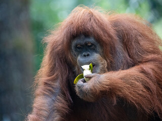 Orangutans are Busy Eating and Chewing Fresh Tropical Fruit in the Wild