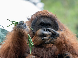 Closeup of a Bornean Orangutan Eating and Holding Fresh Green Vegetables in the Wild