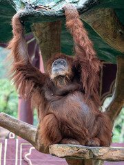 Wild Orangutan Hanging Gracefully While Walking Along a Tree Trunk in the Jungle