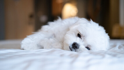 White Maltese puppy lying sideways on the bed, looking cozy, relaxed, and ready to nap.