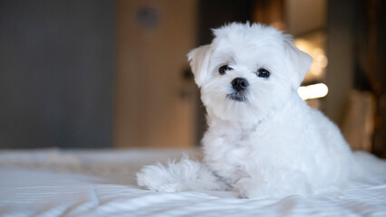 Charming Maltese puppy sitting upright on the bed, fluffy fur glowing under soft light.