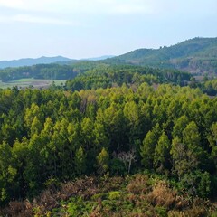 Obraz premium Lush forest landscape with hills