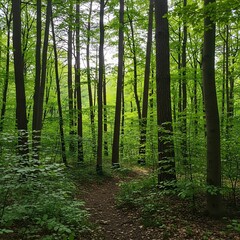 Obraz premium Lush green forest floor with a pathway winding through tall trees.