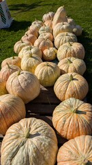 USA, Halloween, citrouilles de toutes les couleurs et formes