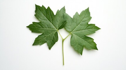 Fototapeta premium Two vibrant green leaves