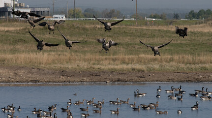 Canada geese cupped over water