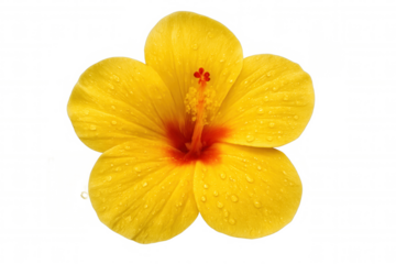 Close-up of a yellow hibiscus flower with delicate water droplets, isolated on a transparent background, showcasing its vibrant color and intricate details