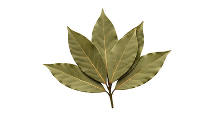 Beautifully arranged dried bay leaves showcasing intricate veining and natural texture, perfect for culinary or decorative design projects.
