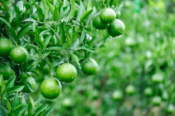 Green mandarin orange grove in China