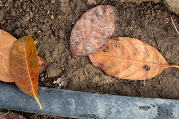 A top-down still life of dry, brown and orange jackfruit leaves resting on the dark soil next to a black irrigation pipe, representing an autumn scene in a garden.
