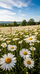 Beautiful Daisy Field Under a Sunny Sky.