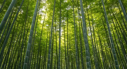 輝く緑 竹林 深緑の影 穏やかな光差し込む. AI Generated