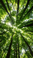 Lush green forest canopy