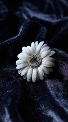 White Daisy on Dark Fabric.