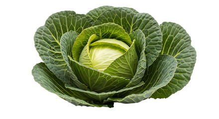 Fresh green cabbage head, ready to be used in your culinary creations, perfect for healthy recipes and vibrant food photography, promoting wellness and nutrition