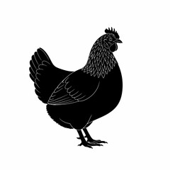 Sleek Silhouette of a Chicken Standing Tall, Perfect for Farm Animal Illustrations, Poultry Education, or Rustic Farmhouse Decor Projects