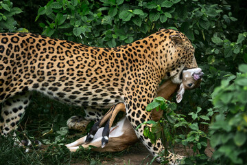 a male leopard carrying a nilgai fawn after the hunt