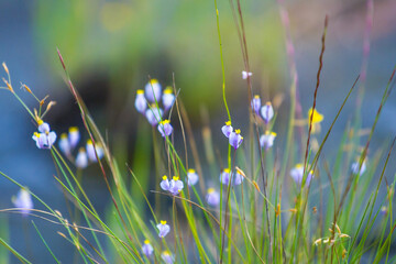 wild flowers in the meadow